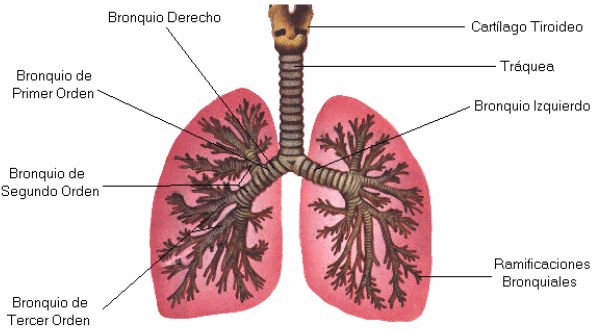 Bronquios
