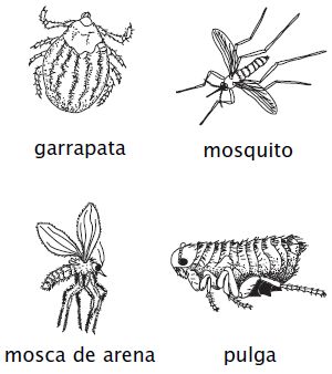 Crustaceos aracnidos e insectos