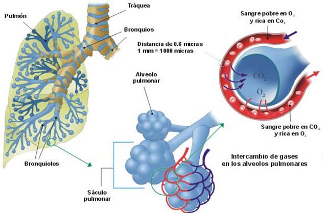 Hematosis
