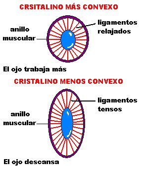 Posicion del cristalino